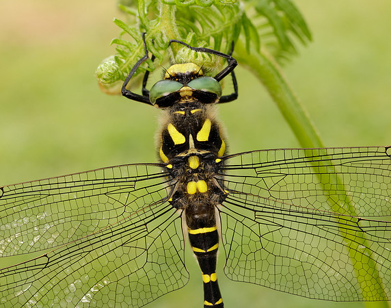 Golden-ringed Dragonfly Cordulegaster boltonii
