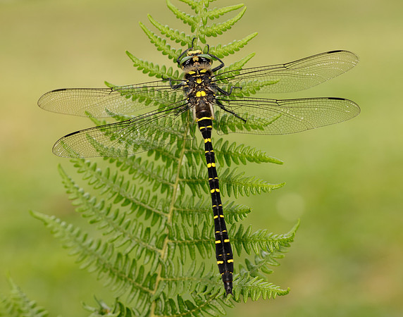 Golden-ringed Dragonfly Cordulegaster boltonii