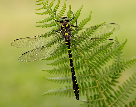 Golden-ringed Dragonfly Cordulegaster boltonii