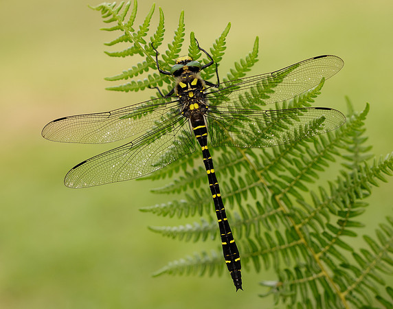 Golden-ringed Dragonfly Cordulegaster boltonii