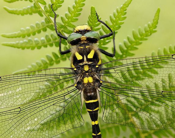 Golden-ringed Dragonfly Cordulegaster boltonii