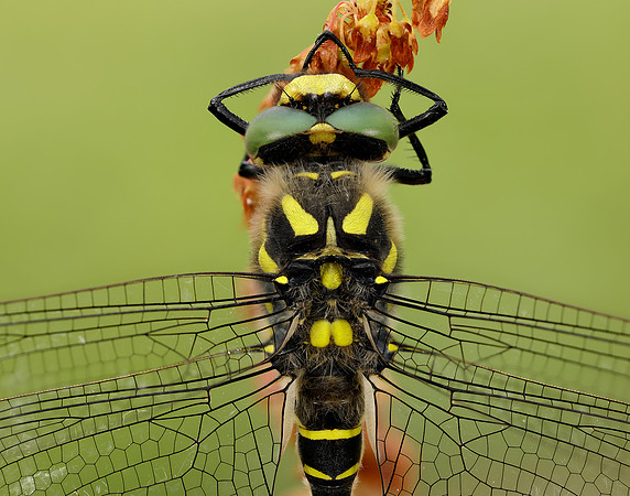Golden-ringed Dragonfly Cordulegaster boltonii
