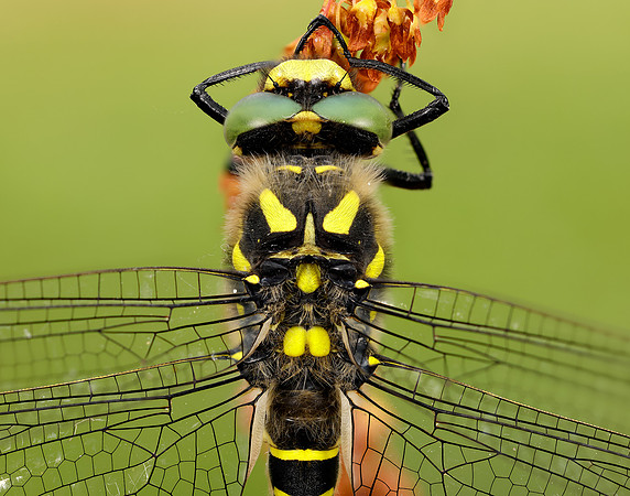 Golden-ringed Dragonfly Cordulegaster boltonii