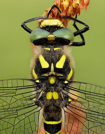 Golden-ringed Dragonfly Cordulegaster boltonii