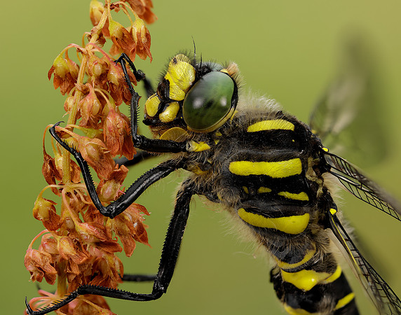 Golden-ringed Dragonfly Cordulegaster boltonii