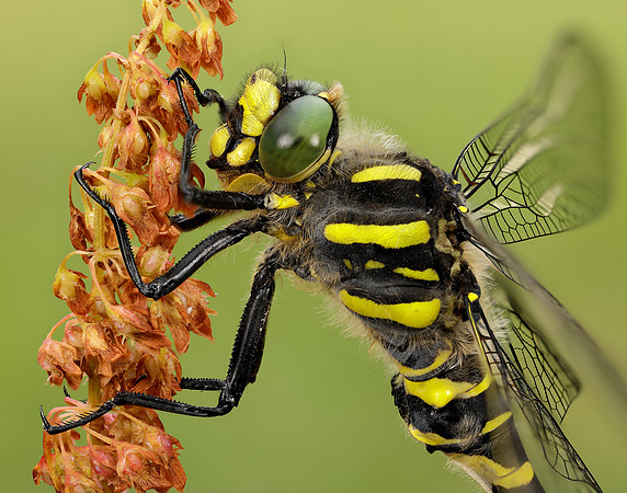 Golden-ringed Dragonfly Cordulegaster boltonii