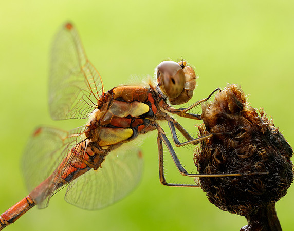 Common Darter Sympetrum striolatum