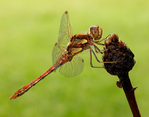 Common Darter Sympetrum striolatum