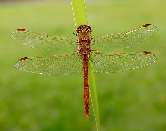 Common Darter Sympetrum striolatum