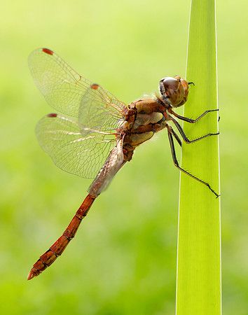 Common Darter Sympetrum striolatum