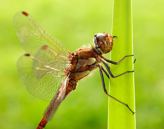 Common Darter Sympetrum striolatum
