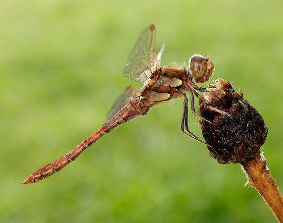 Common Darter Sympetrum striolatum