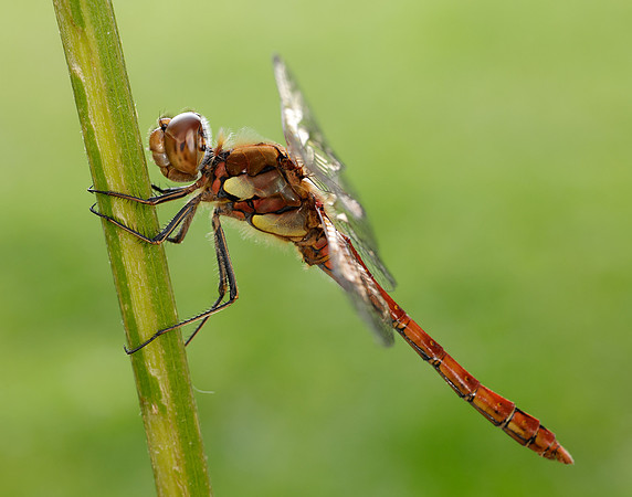 Common Darter Sympetrum striolatum