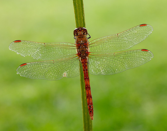 Common Darter Sympetrum striolatum