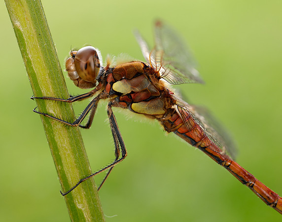 Common Darter Sympetrum striolatum