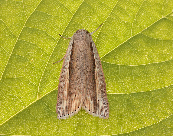 73.305 BF2209 Flame Wainscot Senta flammea