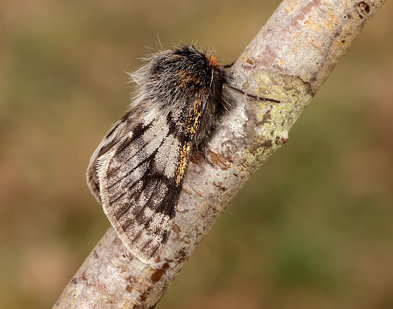 70.249 BF1929 Rannoch Brindled Beauty Lycia lapponaria