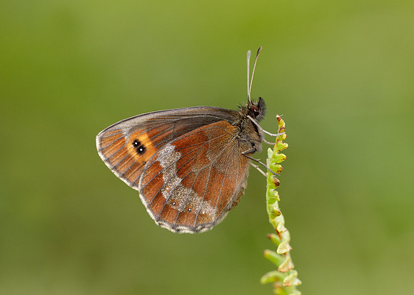Scotch Argus Erebia aethiops