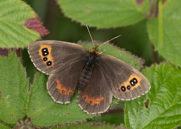 Scotch Argus Erebia aethiops