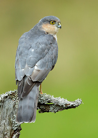 Sparrowhawk Accipiter nisus