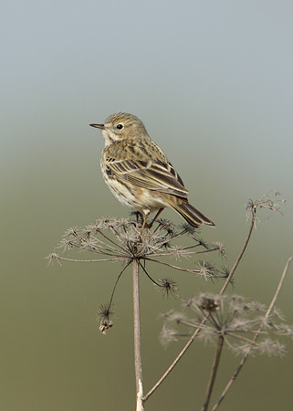 Meadow Pipit Anthus pratensis