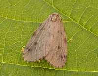 72.037 BF2035 Round-winged Muslin Thumatha senex