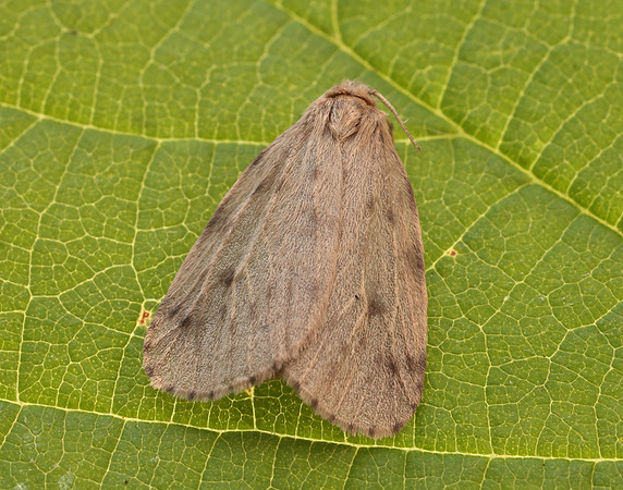 72.037 BF2035 Round-winged Muslin Thumatha senex
