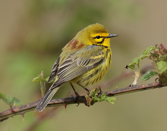 Prairie Warbler Setophaga discolor