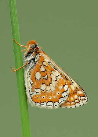 Marsh Fritillary Euphydryas aurinia