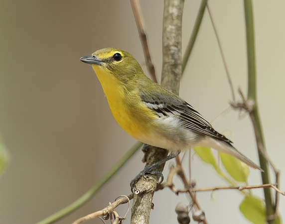 Yellow-throated Vireo Vireo flavifrons
