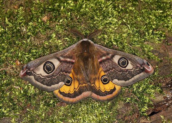 68.001BF 1643 Emperor Moth Saturnia pavonia