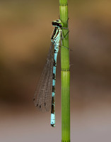Northern Damselfly Coenagrion hastulatum