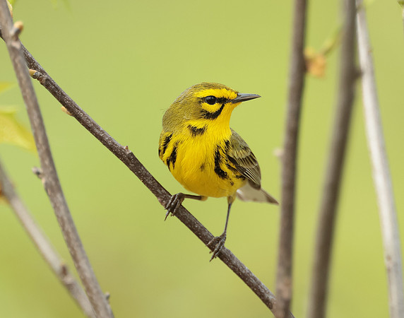 Prairie Warbler Setophaga discolor