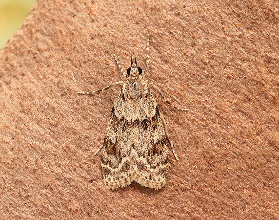 63.064 BF1334 Scoparia ambigualis