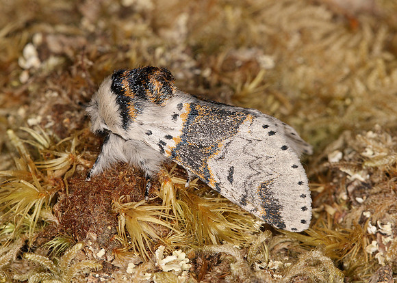 71.005 BF1997 Sallow Kitten Furcula furcula
