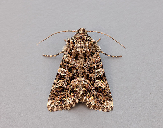 73.286 BF2167 Tawny Shears Hadena perplexa