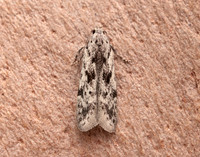 35.151 BF770 Carpatolechia proximella