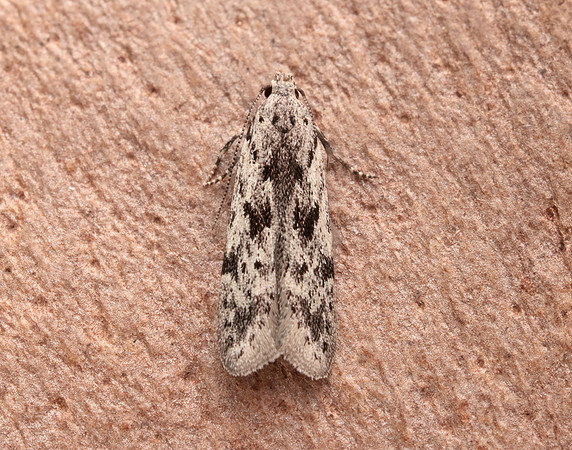 35.151 BF770 Carpatolechia proximella