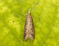 63.120 BF1328 Schoenobius gigantella