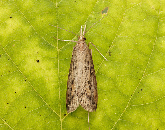 63.120 BF1328 Schoenobius gigantella