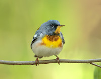 Northern Parula
