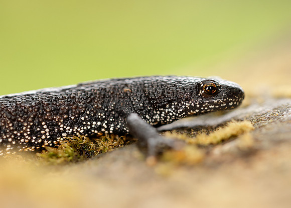 Great Crested Newt Triturus cristatus;