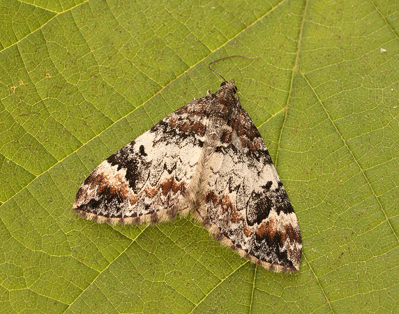 70.097 BF1764 Common Marbled Carpet Dysstroma truncata