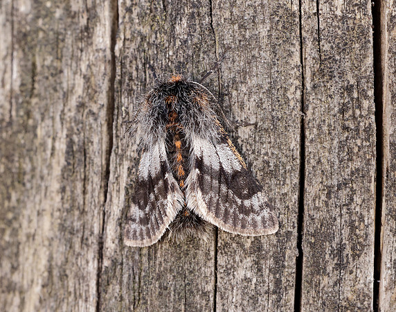 70.249 BF1929 Rannoch Brindled Beauty Lycia lapponaria