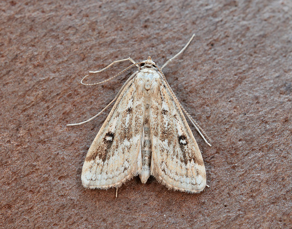 63.117 BF1348 Ringed China-mark Parapoynx stratiotata