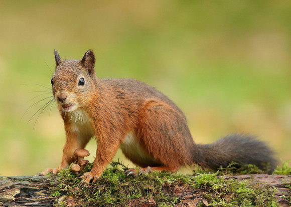 Red Squirrel Sciurus vulgaris