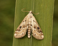 63.117 BF1348 Ringed China-mark Parapoynx stratiotata