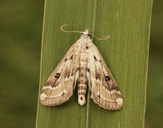 63.117 BF1348 Ringed China-mark Parapoynx stratiotata