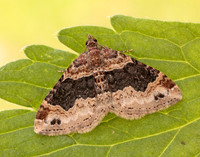 70.052 BF1725 Dark-barred Twin-spot Carpet Xanthorhoe ferrugata