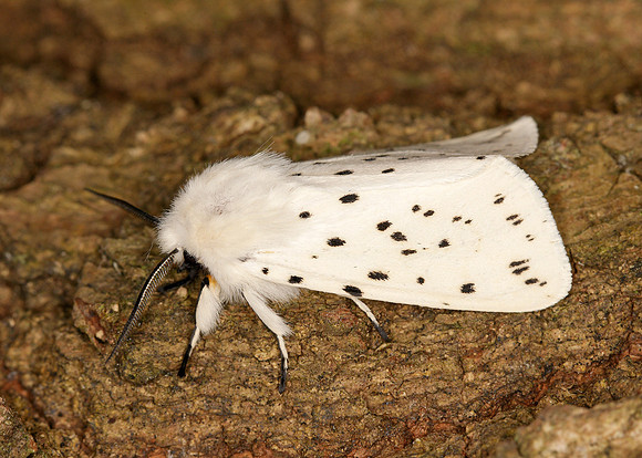 White Ermine Spilosoma lubricipeda